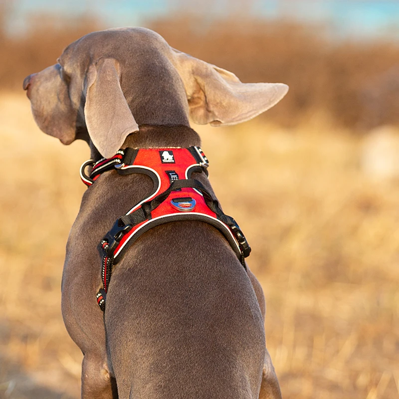 Truelove Haustier-Hundegeschir – No Pull Dog Harness Bewertung und Preis